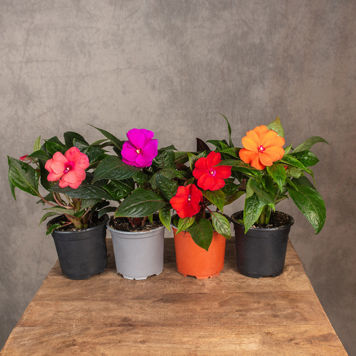 Niecierpek Gwinejski | Impatiens hawkeri