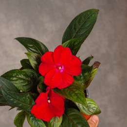 Niecierpek Gwinejski | Impatiens hawkeri