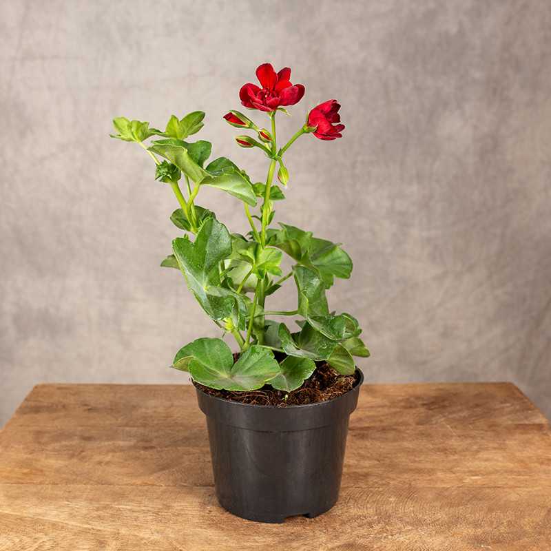 Pelargonia kaskadowa |...