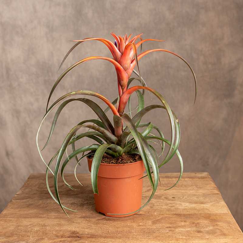 Tillandsia 'Hermosa' | Oplątwa