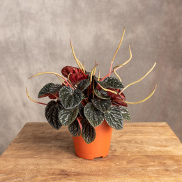 Peperomia 'Chocolate Ripple' | Tomaszewski