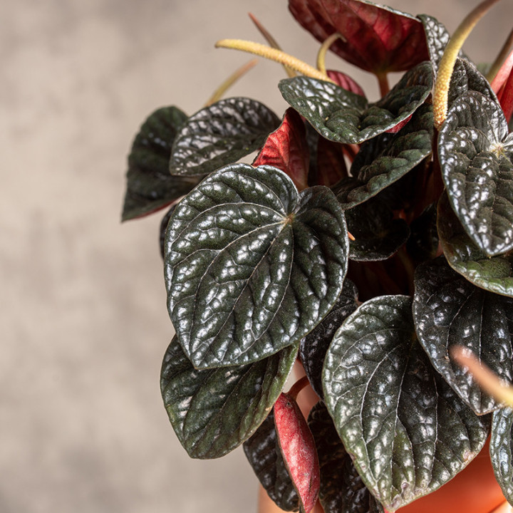 Peperomia 'Chocolate Ripple' | Tomaszewski