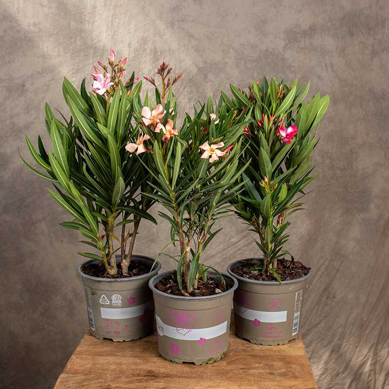 Oleander MIX kolorów