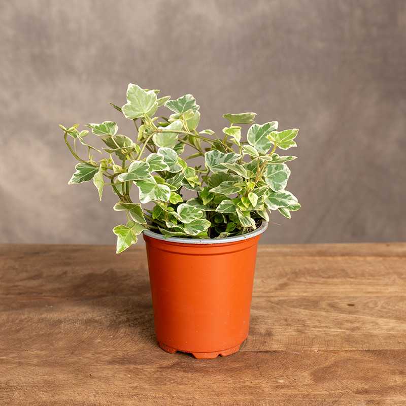 Bluszcz hedera 'White Wonder'