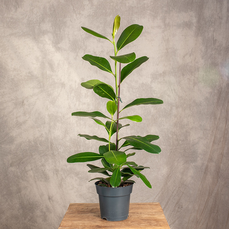 Ficus 'Smile'