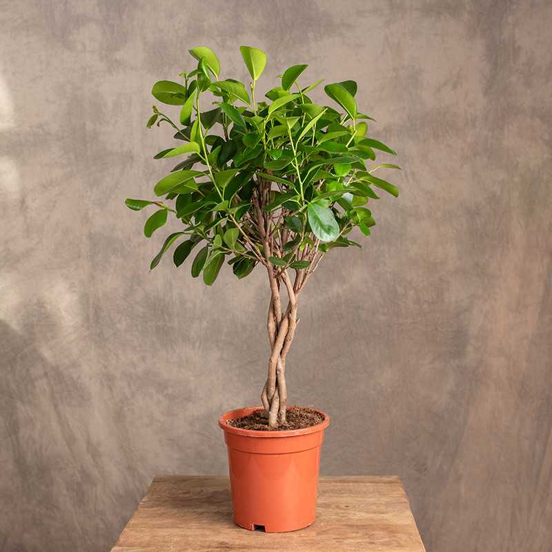 Fikus 'Moclame' | Na pniu