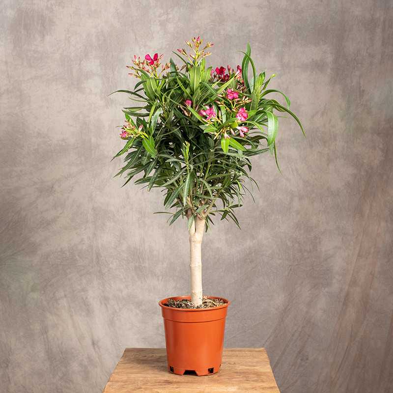 Oleander Różowy | Na pniu