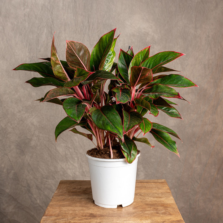 Aglonema 'Jungle Red' | Tomaszewski