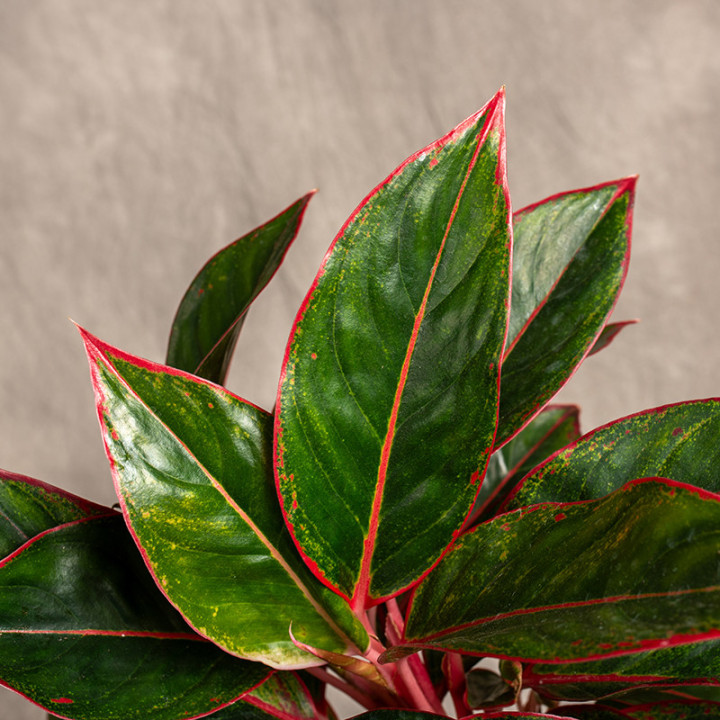 Aglonema 'Jungle Red' | Tomaszewski