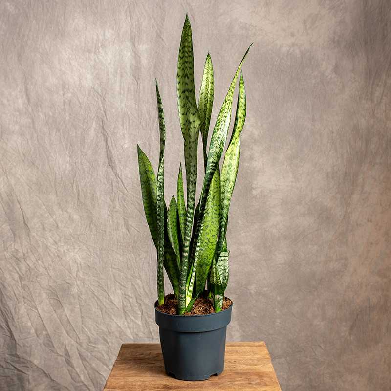 Sansewieria zeylanica | Duża
