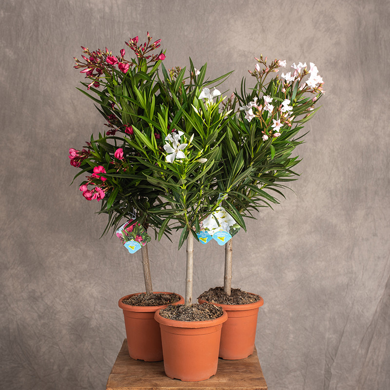 Oleander na pniu |Mix kolorów