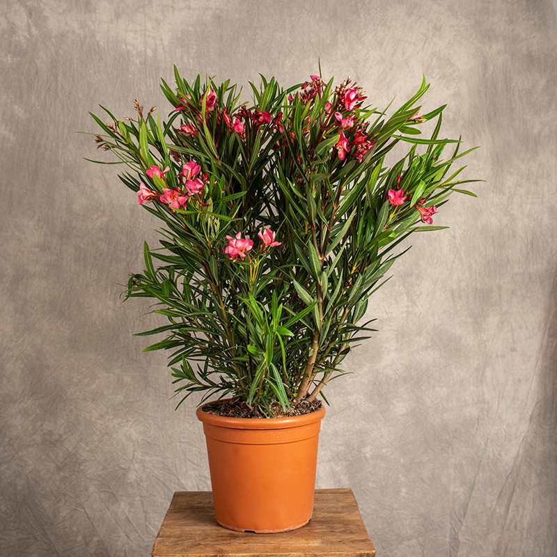 Oleander Różowy | Duży