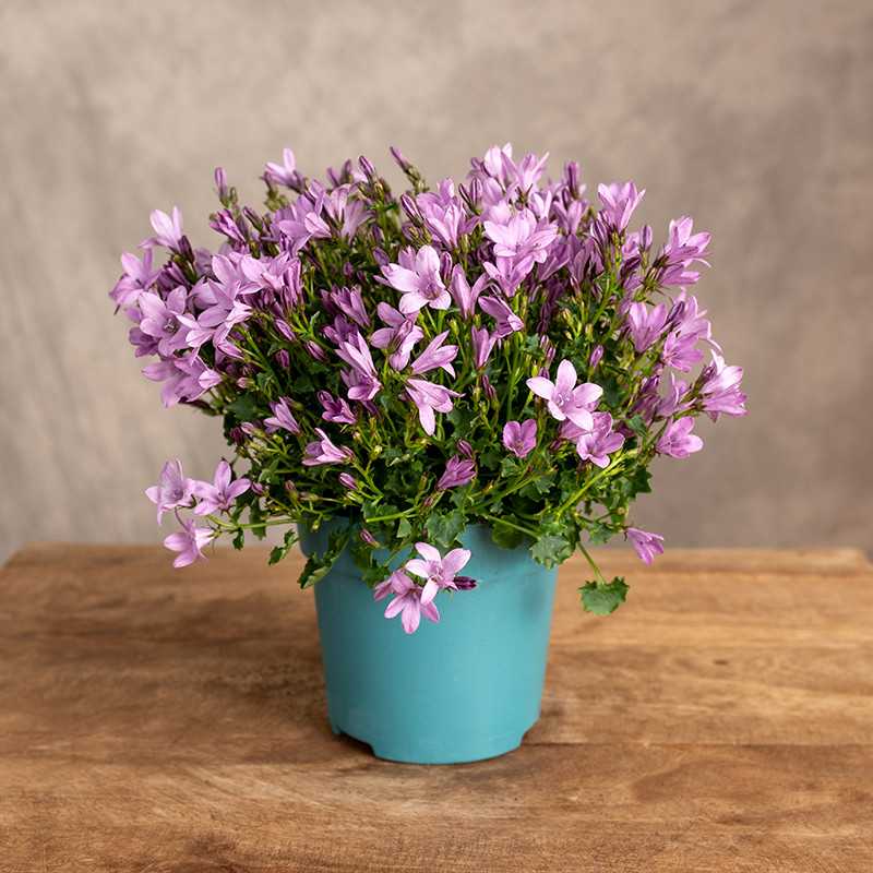 Kampanula 'Ambella Pink'