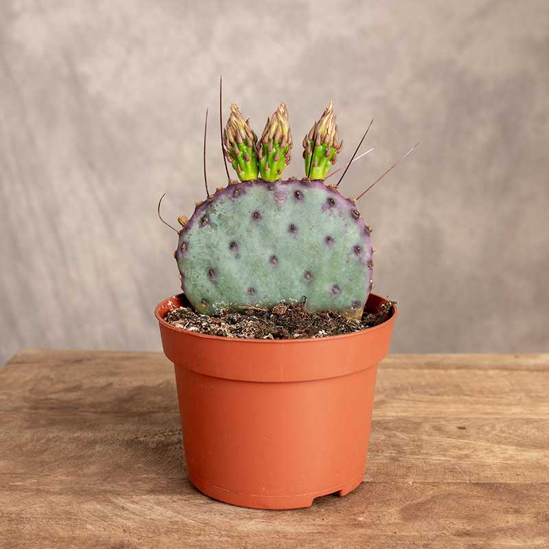 Opuncja 'Azurea'