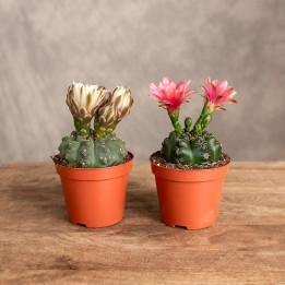 Gymnocalycium baldanium MIX kolorów | Tomaszewski