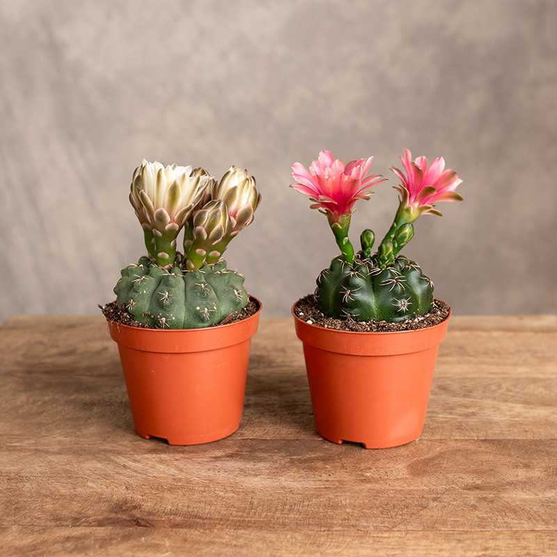 Gymnocalycium baldanium MIX...