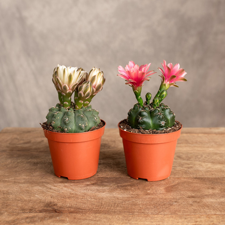 Gymnocalycium baldanium MIX kolorów | Tomaszewski