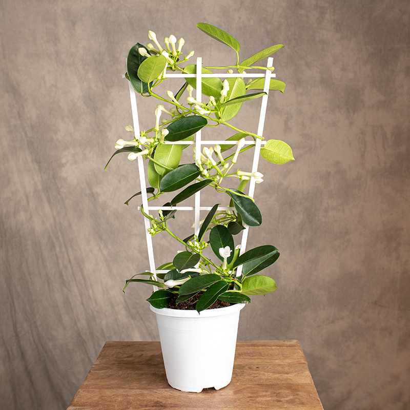 Stefanotis bukietowy | Duży