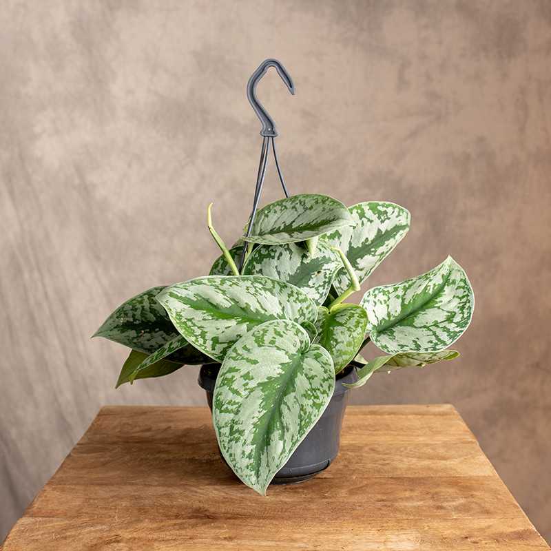 Scindapsus 'Trebie' | Wiszący