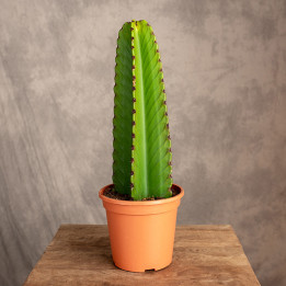 Euphorbia ingens | Tomaszewski