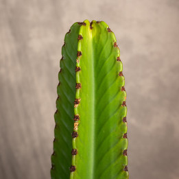 Euphorbia ingens | Tomaszewski