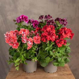 Pelargonia angielska MIX kolorów