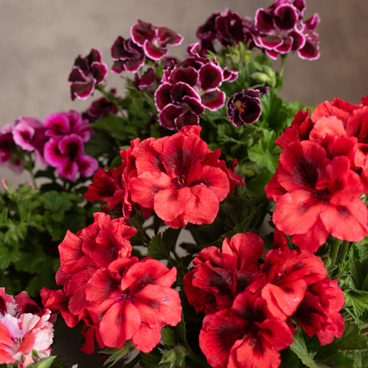 Pelargonia angielska MIX kolorów