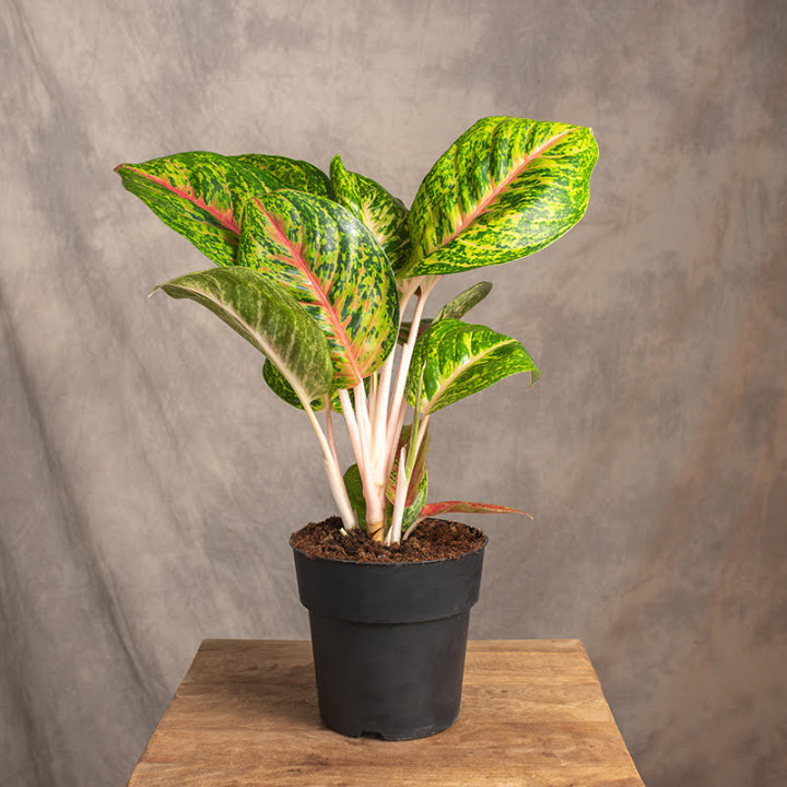 Aglonema 'Spring Red' | Tomaszewski