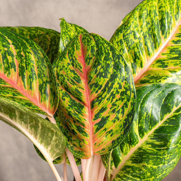 Aglonema 'Spring Red' | Tomaszewski