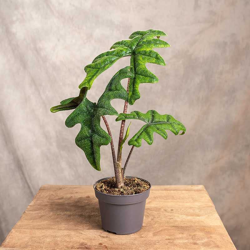 Alokazja 'Jacklyn'
