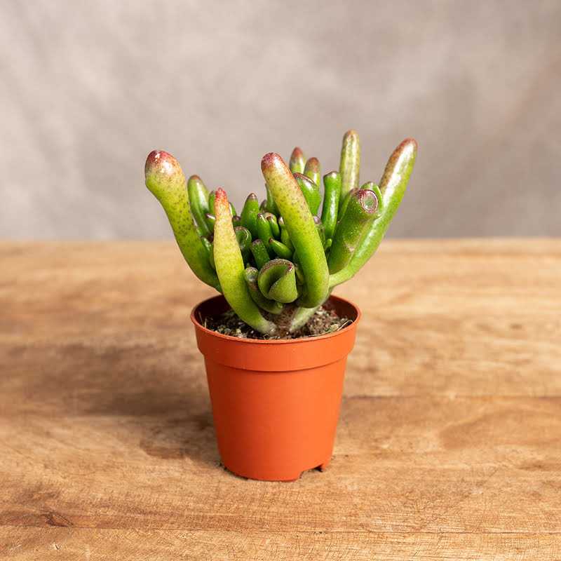 Grubosz 'Red Horn Tree' | Mini