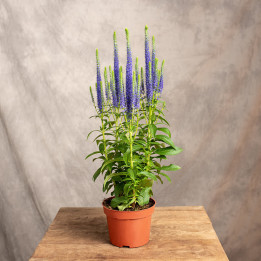 Lawenda wąskolistna | Lavandula angustifolia