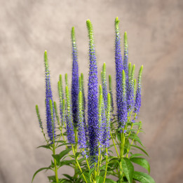 Lawenda wąskolistna | Lavandula angustifolia