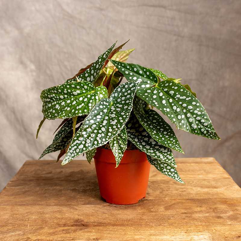 Begonia 'Double Dot'