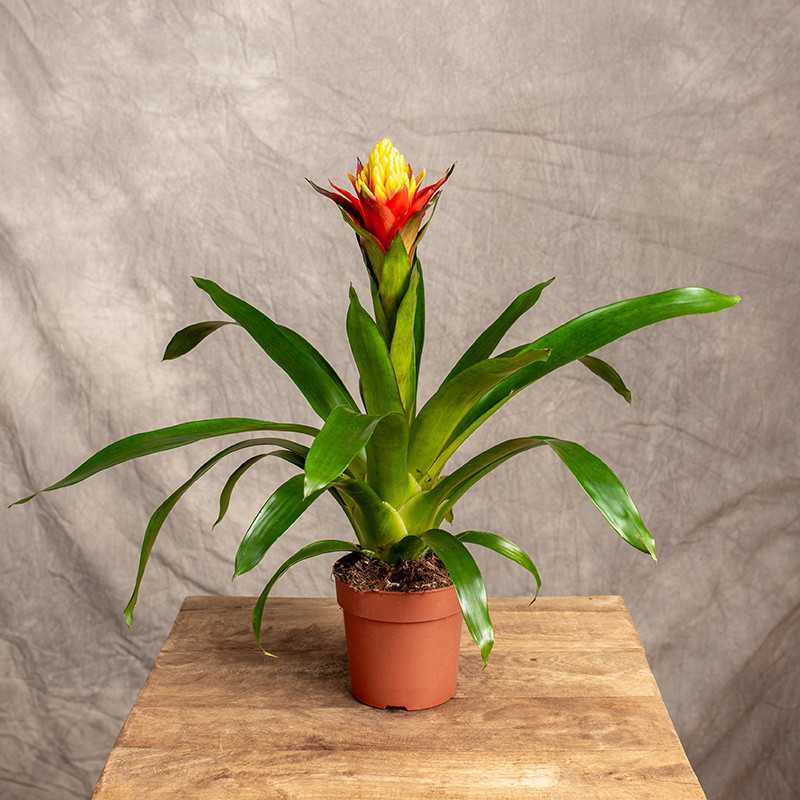 Guzmania 'Yeltix'