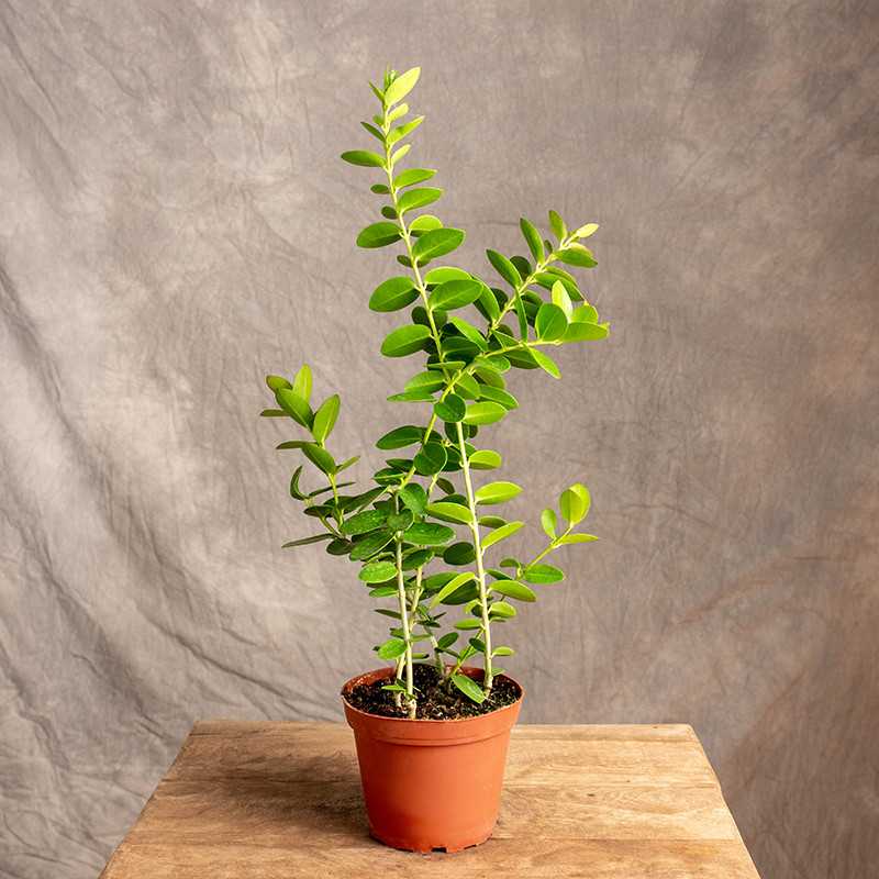Hoja 'Cumingiana'