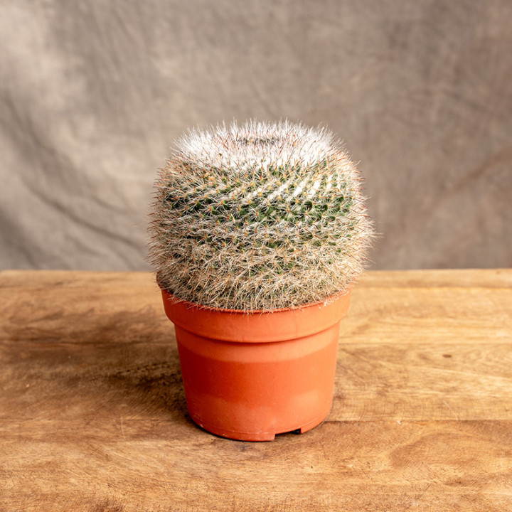 Mammillaria 'Zeilmaniana' | Tomaszewski