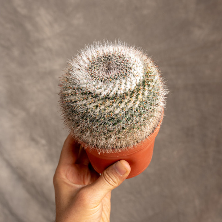 Mammillaria 'Zeilmaniana' | Tomaszewski