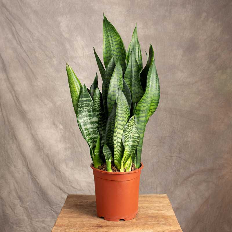 Sansewieria 'Black Coral' |...