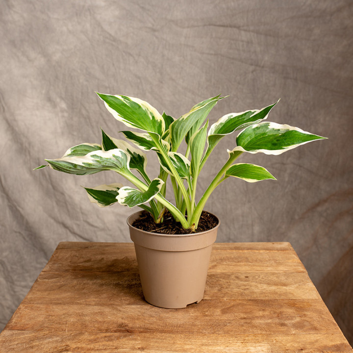 Hosta 'Patriot' | Tomaszewski