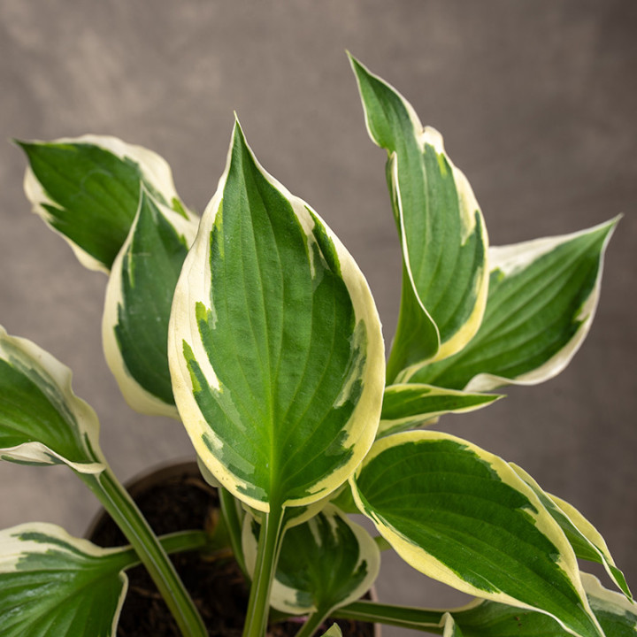 Hosta 'Patriot' | Tomaszewski