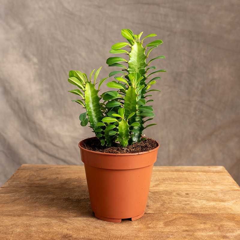 Wilczomlecz trójżebrowy | Mały