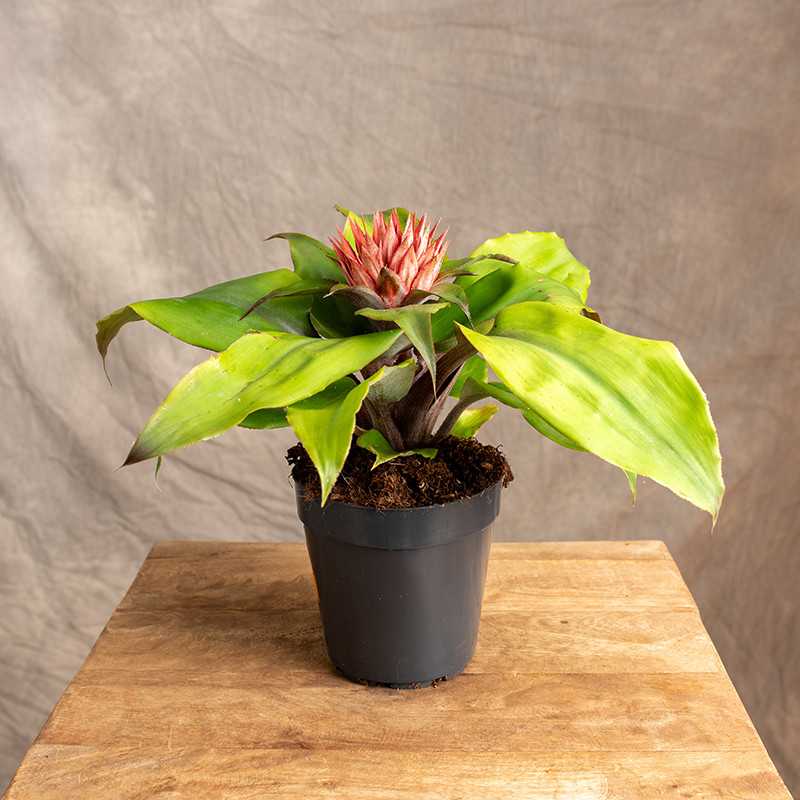 Echmea 'Tayoensis'