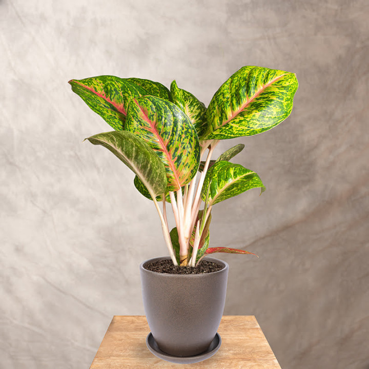 Aglonema 'Spring Red' | Tomaszewski