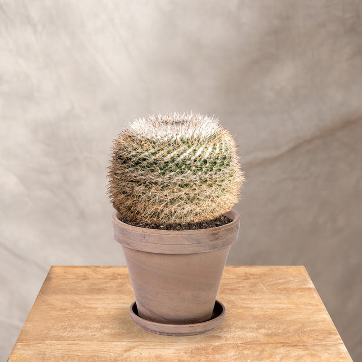 Mammillaria 'Zeilmaniana' | Tomaszewski