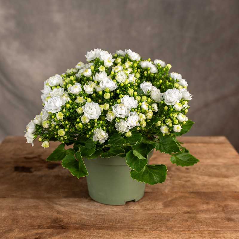 Kamapanula 'White Like Mee'