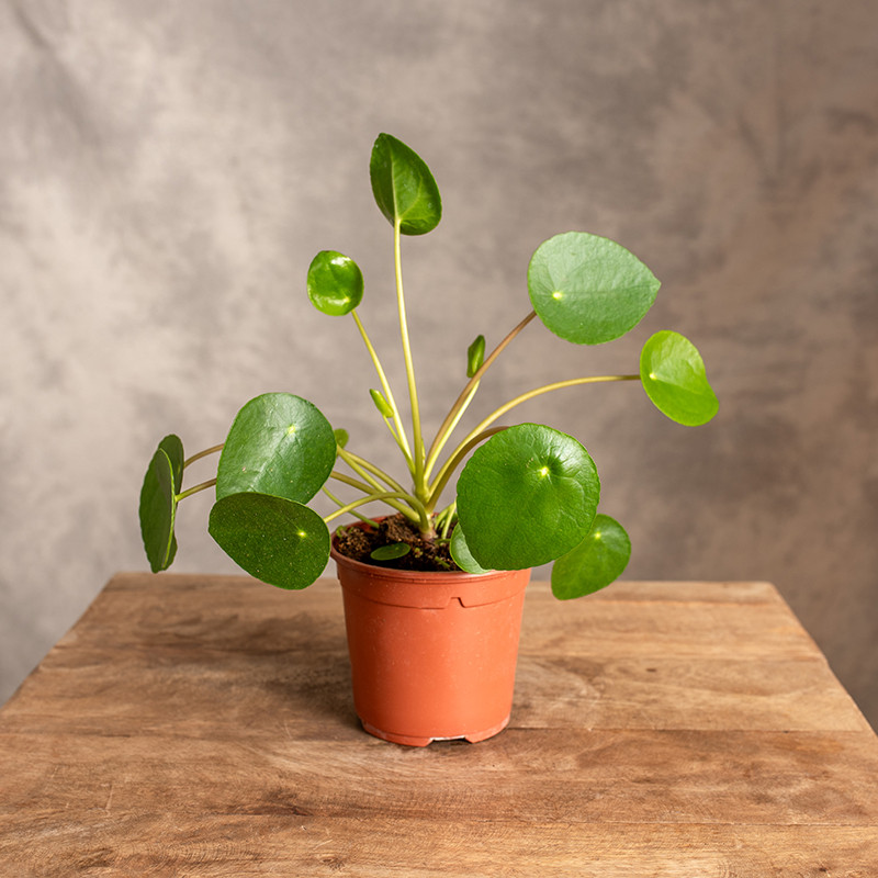 Pilea peperomiowata -...