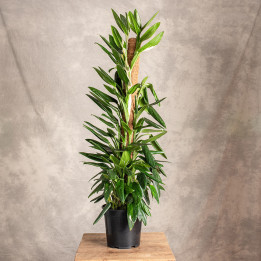 Filodendron 'Cobra' | Tomaszewski