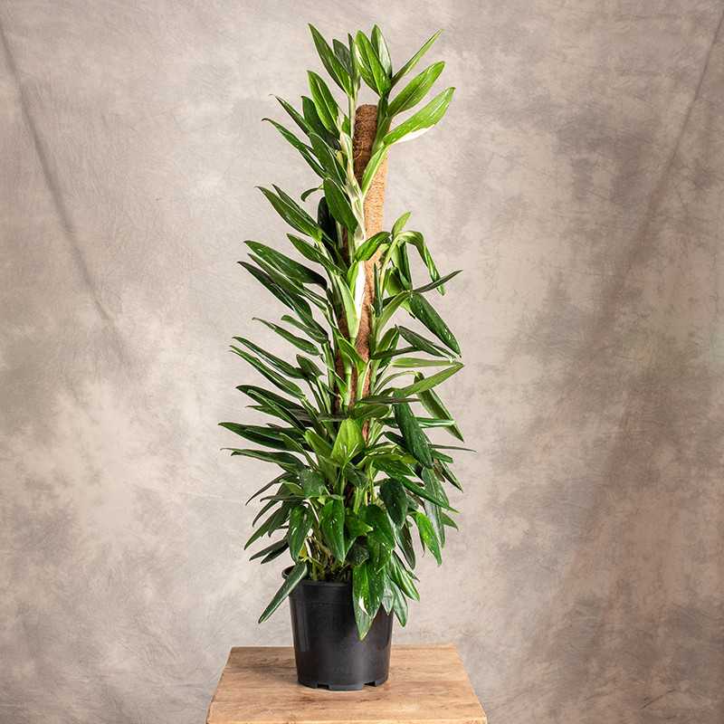 Filodendron 'Cobra' | Na pniu