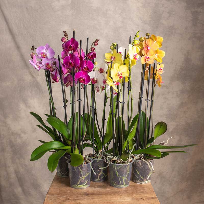 Storczyk 4-pędowy | Mix...